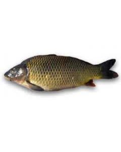 CARP FISH FROZEN 5kg (BOX - cca 5-7 pcs)